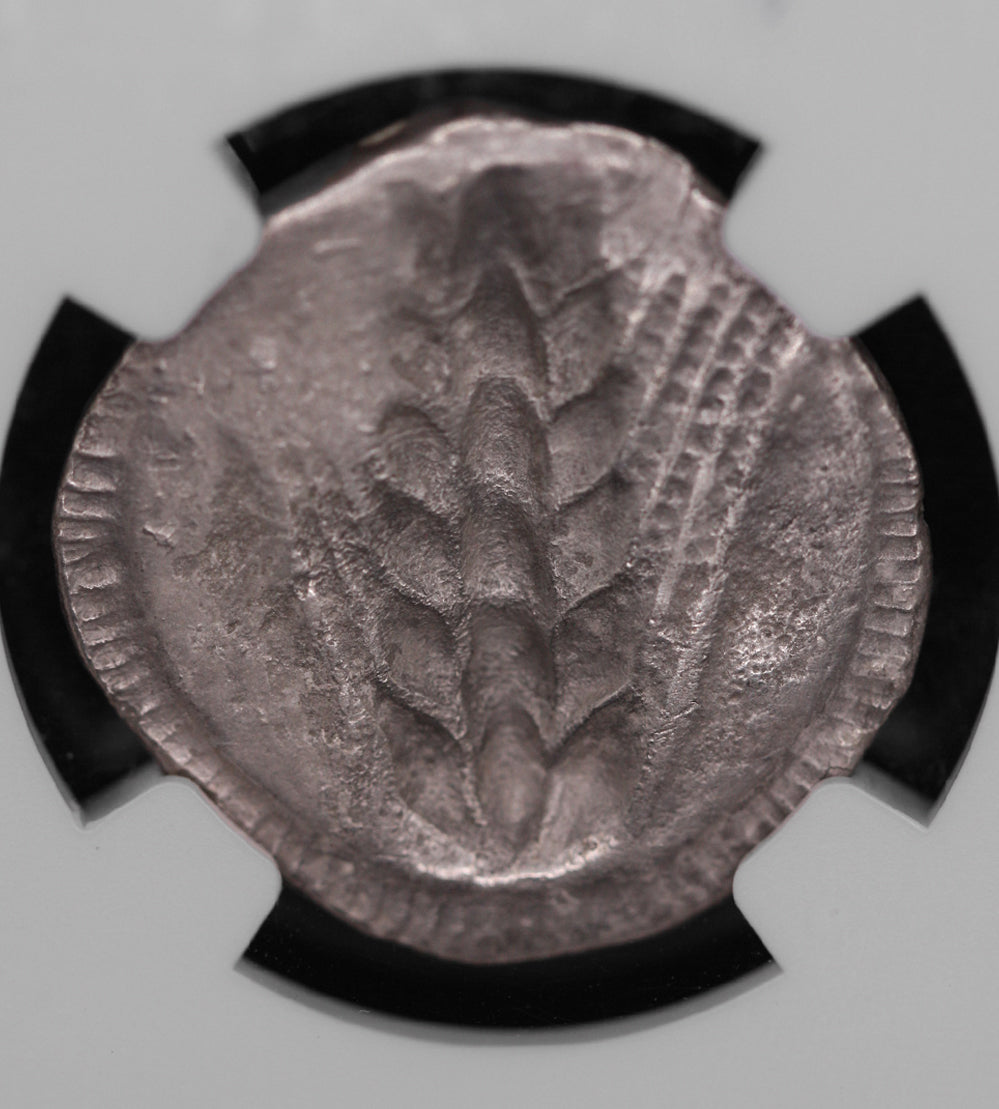 Lucania, Metaponción. 510-470 aC NGC VF